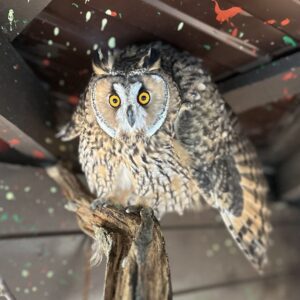 Зоогостиница для птиц
